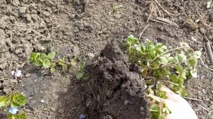 Вероника нитчатая - красота или сорняк?