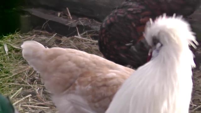 Наш опыт заказа инкубационного яйца с "Птичьей деревни" смотреть онлайн