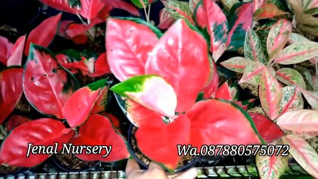 Update Aglonema Terbaru"Buruam,Promo Suksom Batik Cuma 135rb Dan Legasi Red 180rb" смотреть онлайн