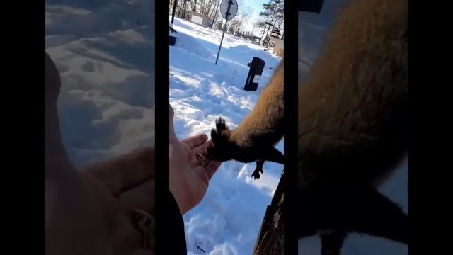 Чернышок малышок- бывший пугливый чёрный бельчонок 13 ноября 2023г смотреть онлайн