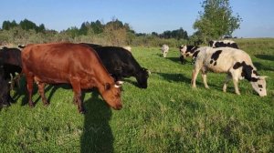 Коровы на пастбище!!!