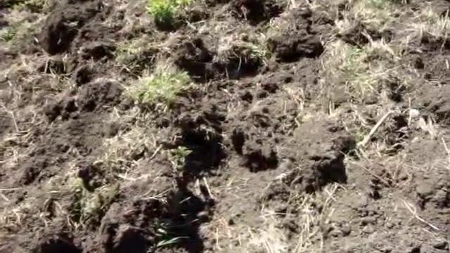 Поднимаем целину. Культивируем МК 200 после плуга трактора. смотреть онлайн