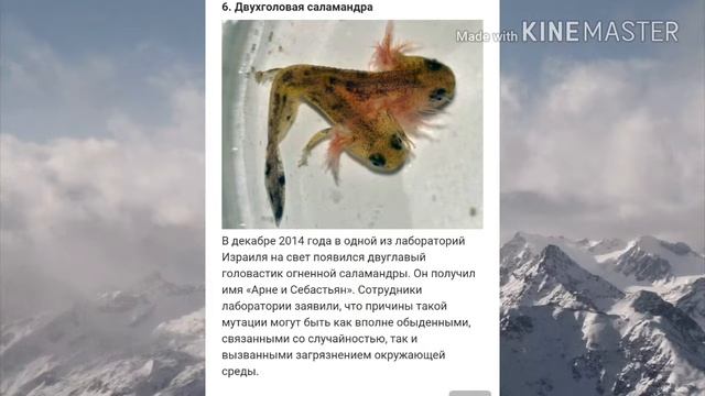 10 Двух головых животных! смотреть онлайн