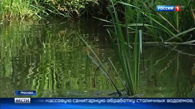 Пушистые Приключения