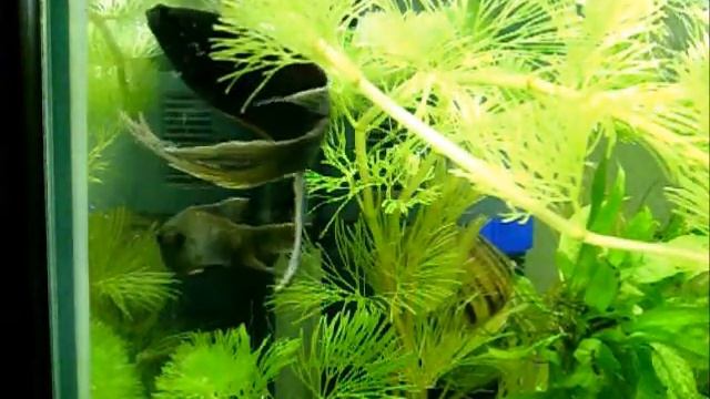 Macropodus concolor (Black Paradisefish) with foamnest смотреть онлайн