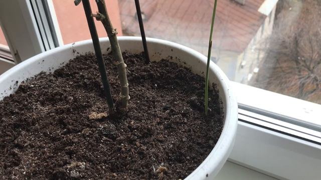 9 ноября 2021 г. Опора для Шефлеры.., Росток финиковой пальмы смотреть онлайн