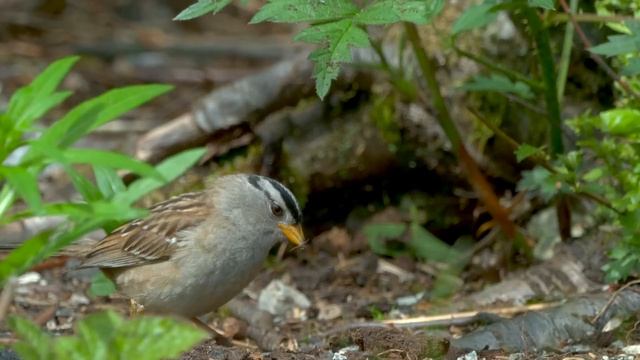 Cat and Dog TV 4K?Baby Bunnies and Bird Friends?Calming Pets with Garden Birds, Squirrels, Pigeons смотреть онлайн