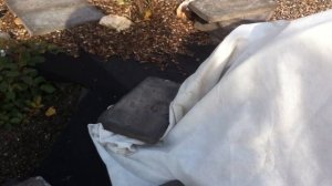 Укрытие розы на зиму в Сибири.