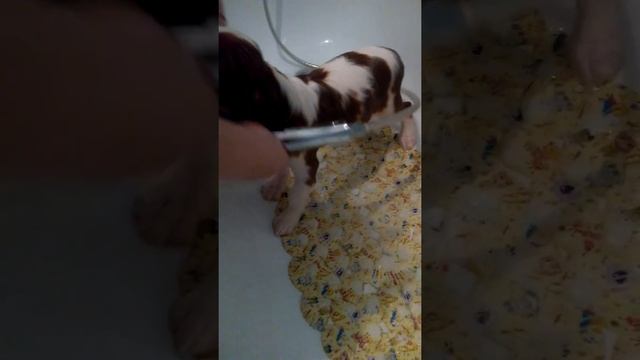 1купание щенка Ботика 1 часть как правильно купать щенка. Кавалер Кинг Чарльз спаниель смотреть онлайн