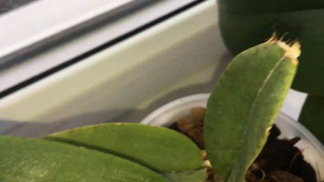 Психопсис ,цветения пока не будет. смотреть онлайн