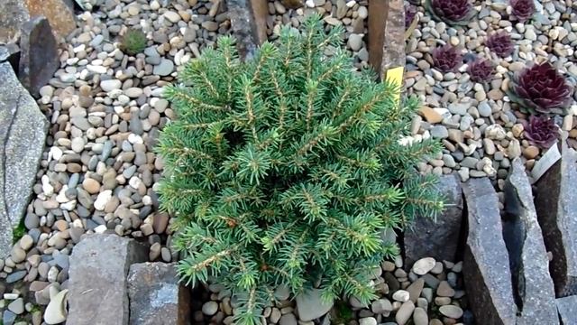 Picea Abies 'Little Gem'