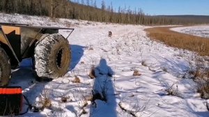 каракат. подлёдная рыбалка. Южная Якутия