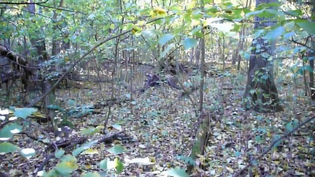 Какие же красивые опята! Просто мечта грибника! смотреть онлайн