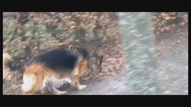 Человек собаке друг! Немецкая овчарка на прогулке смотреть онлайн