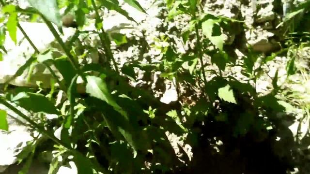 ДАГЕСТАН.| РУССКИЙ ВПЕРВЫЕ ПОД ЛЕДЯНЫМ ВОДОПАДОМ!!! | В ГОСТЯХ В "ЛАСТОЧКЕ" АВТОПУТЕШЕСТВИЕ С ЖЕНОЙ смотреть онлайн
