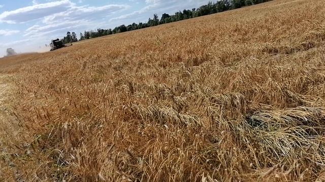 20/08/20 Твёрдая пшеница. Салют Алтая. смотреть онлайн