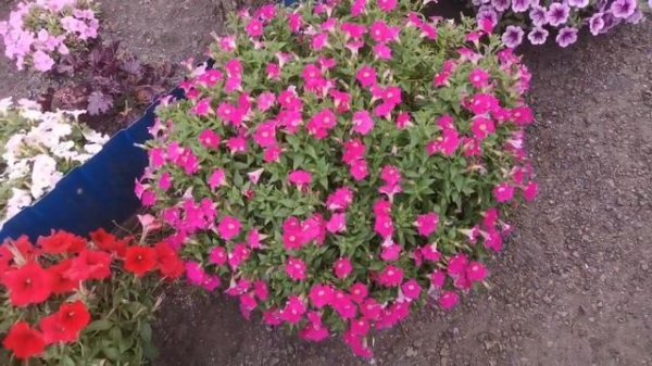 Жара ?. Обзор Петунии. ШИКАРНЫЕ СОРТА Пендолино, Сакссес, Трилоджи. август 2023