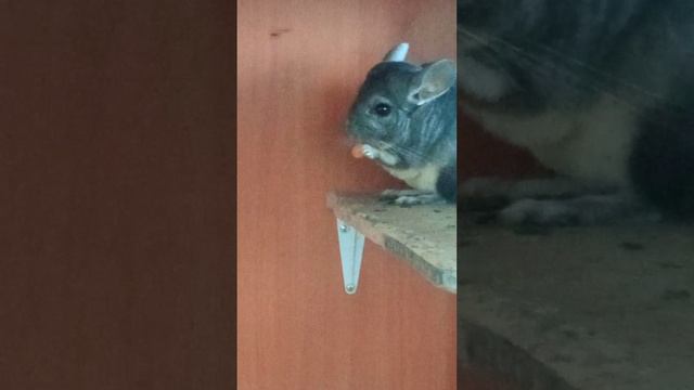 Перекус морковкой средь бела дня! Биба и Боба №1.