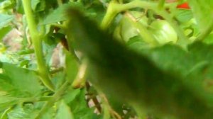 Томат Новый большой гном. Начало созревания плодов.