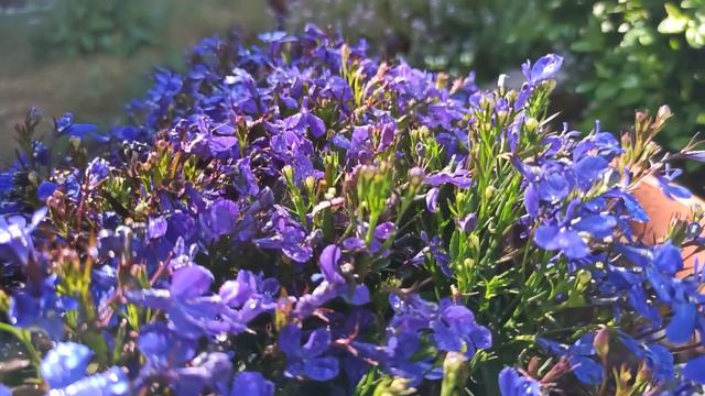 После двух дней ☔☂️ вернулось 😊 ☀️⛅ +23 смотреть онлайн