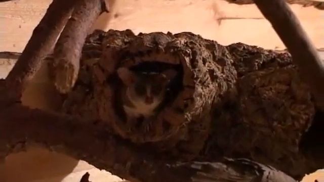 Senegal Bushbaby (Galago senegalensis) смотреть онлайн