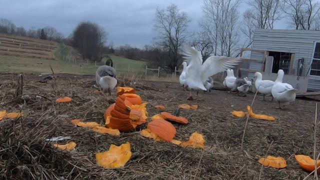 A Day in the Life of Toby the Guard Dog (Livestock Guardian Dog at Work) смотреть онлайн