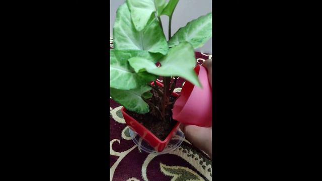 How To Take Care Of A Syngonium Plant | Indoor Arrowhead Plants | Tips & Tricks For Beginners