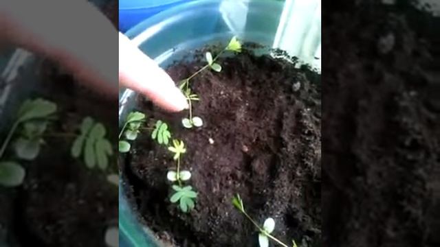 Мимоза закрывает листики) смотреть онлайн