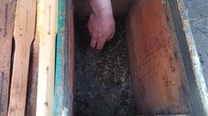 Почему погибли пчелы зимой. Почему пчелы не перезимовали Анализ погибшей семьи К