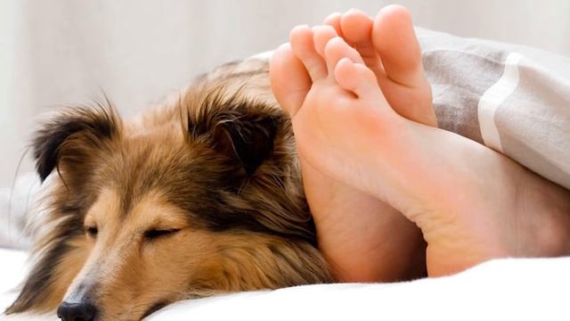 КАКАЯ ПОРОДА СОБАКИ ПОДХОДИТ ВАМ ПО ЗНАКУ ЗОДИАКА? смотреть онлайн