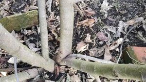 Обрезка инжира зимой.