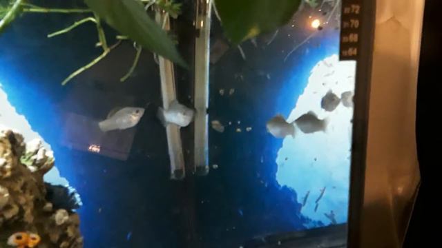 Yucatan Sailfin Mollies Poecilia Velifera смотреть онлайн