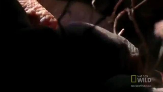 L'eterocefalo glabro(Heterocephalus glaber) смотреть онлайн