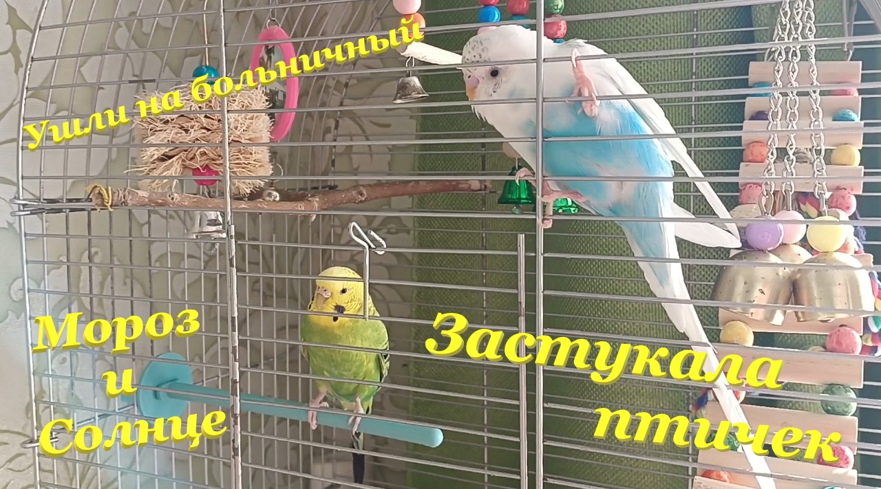 Ушли на больничный? / Застукала птичек?❤? / Мороз❄ и солнце☀ смотреть онлайн