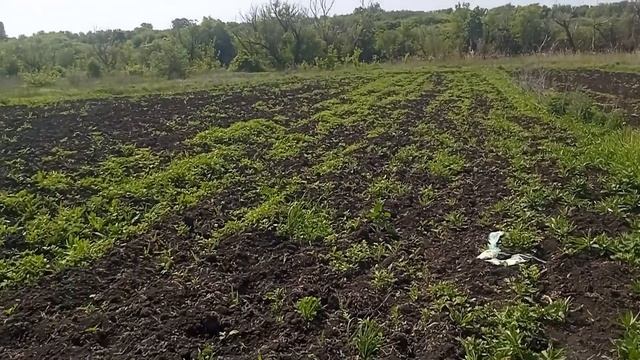 Сажаем тыкву смотреть онлайн
