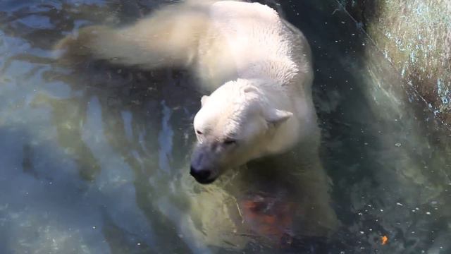 День полярного медведя в зоопарке Алматы видео №6, дисерт и купания смотреть онлайн