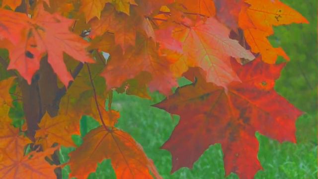Music for flute. Autumn. Music by Alexandre Malinovsky Flute - Ekaterina Erysheva-Malinovskaya смотреть онлайн