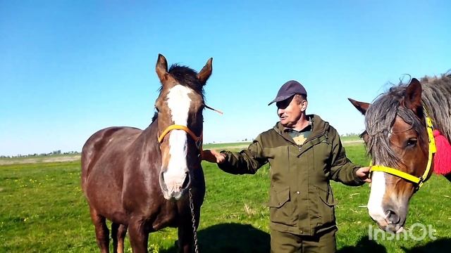 ЛОШАДИ ТЯЖЕЛОВОЗЫ ЛИТОВСКОЙ ПОРОДЫ/БОМБЕЗНЫЕ КОНИ??? смотреть онлайн