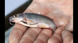 КАК ЛОВИТЬ СУДАКА ЗИМОЙ! Советы для начинающих рыбаков!