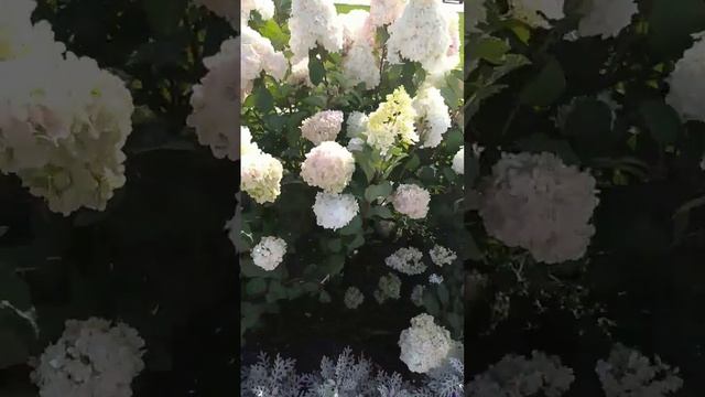 Пышное цветение гортензии #гортензии #гортензия #цветы #дача #сад #flowers #garden #flowering смотреть онлайн