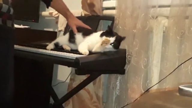 Кот Приз играет на синтезаторе 1 часть смотреть онлайн