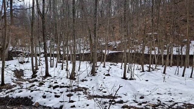 Обычный день. Поход за черемшой в лес. смотреть онлайн