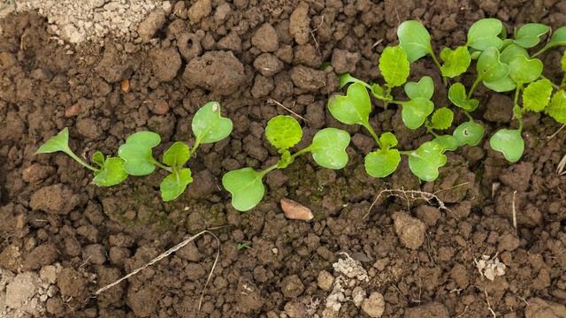 Можно ли вырастить капусту без рассады? Посев капусты в открытый грунт. смотреть онлайн