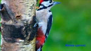 Обитатели сибирской тайги