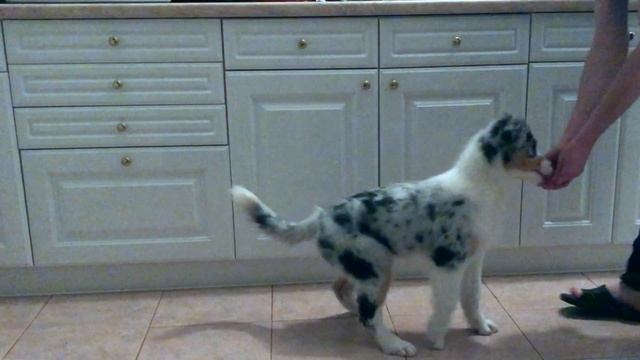 Дрессировка аусси: "Разминка" - 1 смотреть онлайн