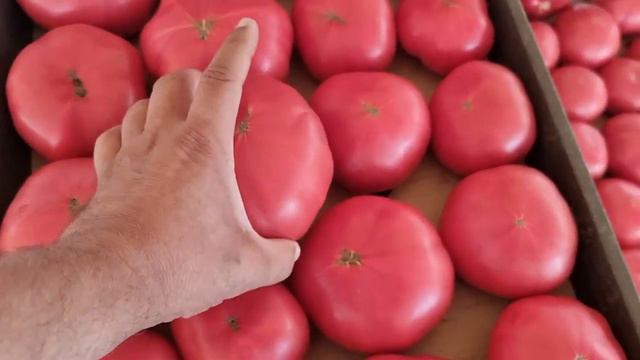 Пинк Айди F1, собираем урожайный томат 2023г. смотреть онлайн