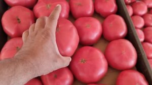 Пинк Айди F1, собираем урожайный томат 2023г.