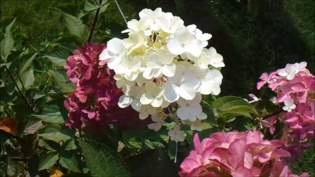 ГОРТЕНЗИЯ ФРАЙЗ МЕЛЬБА смотреть онлайн