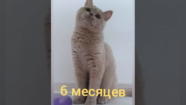 Как менялась Фелисити🐱 смотреть онлайн