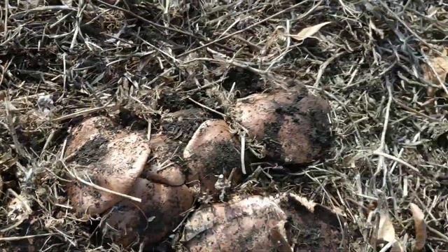 Тополевая рядовка